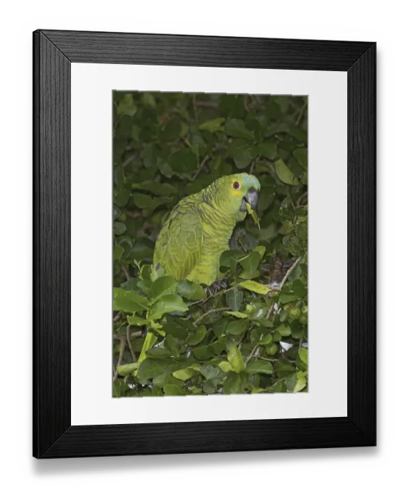 Framed Print : Turquoise-fronted Amazon (Amazona aestiva)