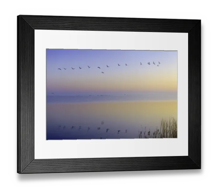 Framed Print : Common Crane (Grus grus) flying