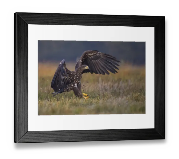 Framed Print : White-tailed Eagle (Haliaeetus albicilla) juvenile flying