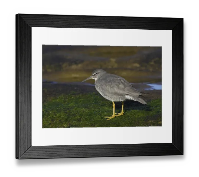 Framed Print : Wandering Tattler (Tringa incana) Framed Print : Wandering Tattler (Tringa incana)