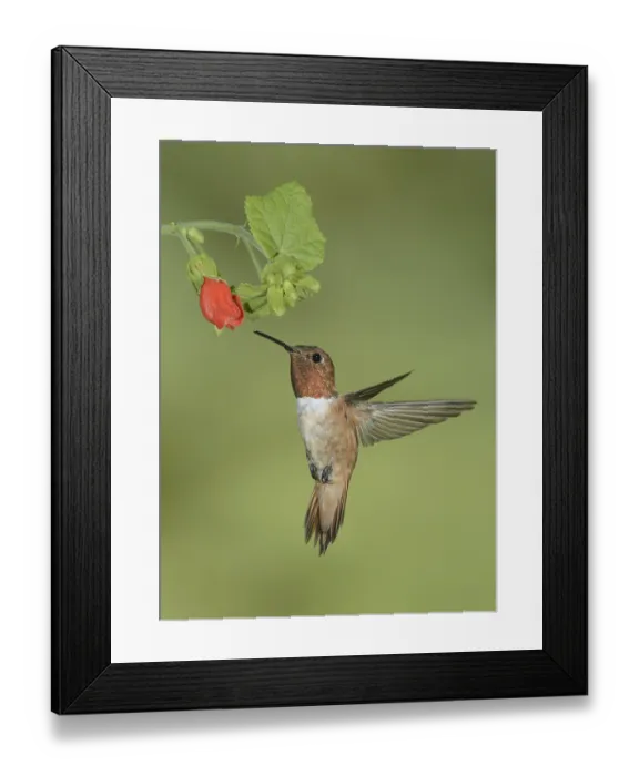 Framed Print : Rufous Hummingbird (Selasphorus rufus)