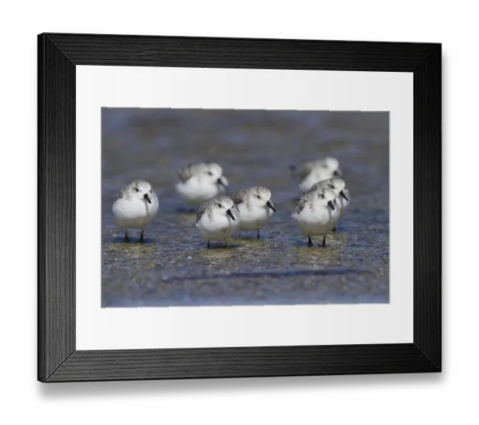 Framed Print : Sanderling (Calidris alba), Andalusia Framed Print : Sanderling (Calidris alba), Andalusia