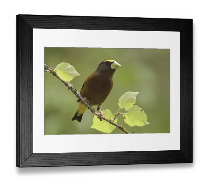 Framed Print : Evening Grosbeak (Hesperiphona vespertina) male