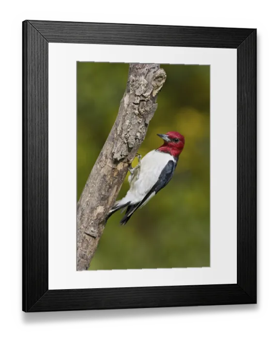 Framed Print : Red-headed Woodpecker (Melanerpes erythrocephalus)