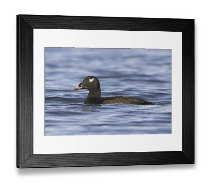 Framed Print : White-winged Scoter (Melanitta deglandi) male
