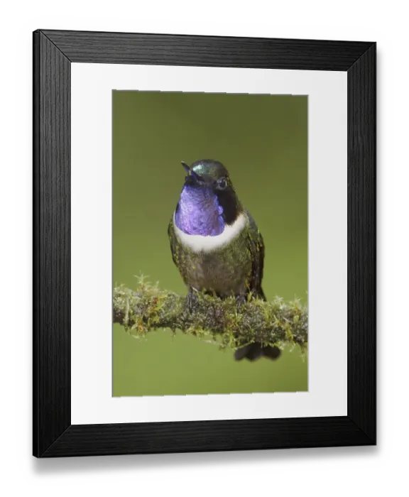 Framed Print : Amethyst-throated Sunangel (Heliangelus amethysticollis)