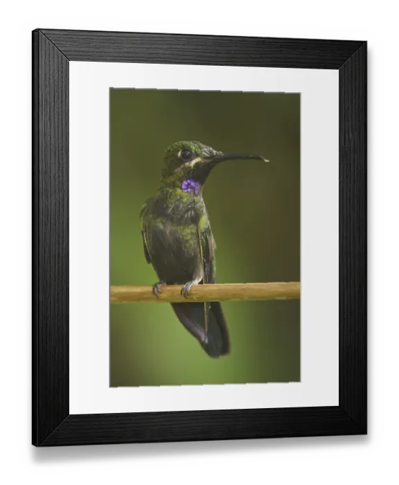 Framed Print : Black-throated Brilliant (Heliodoxa schreibersii)