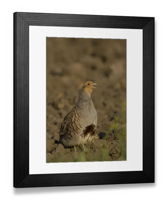 Framed Print : Grey Partridge (Perdix perdix) male