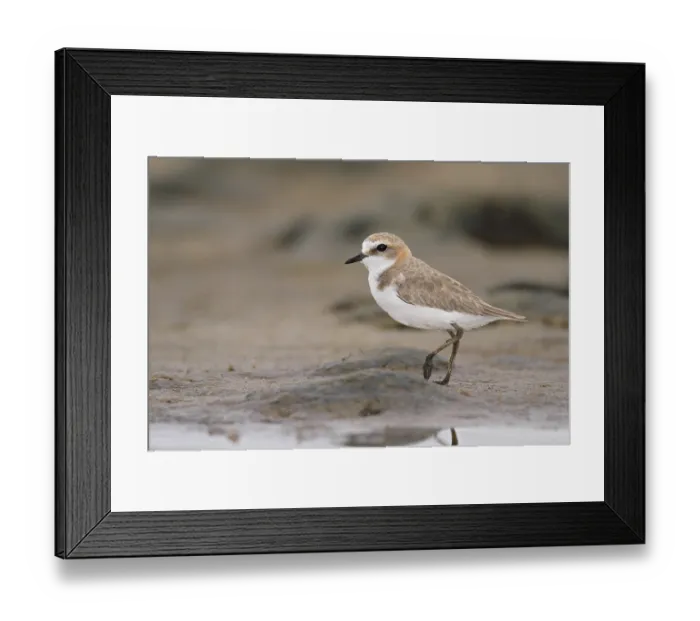 Framed Print : Red-capped Plover (Charadrius ruficapillus)