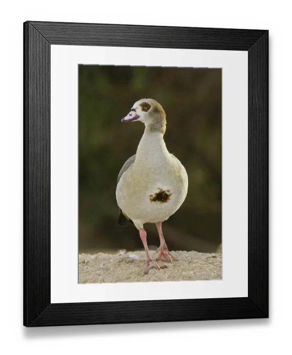 Framed Print : Egyptian Goose (Alopochen aegyptiaca) juvenile