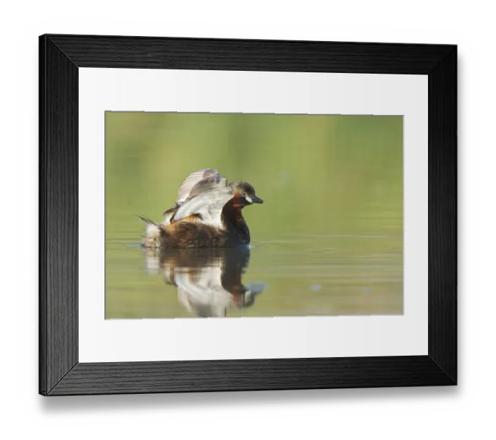 Framed Print : Little Grebe (Tachybaptus ruficollis)