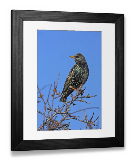 Framed Print : Common Starling (Sturnus vulgaris)