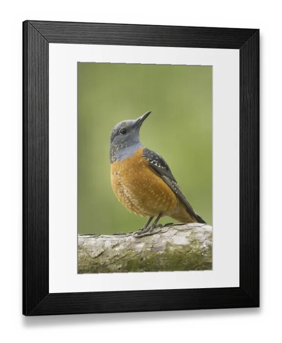 Framed Print : Common Rock Thrush (Monticola saxatilis) male Framed Print : Common Rock Thrush (Monticola saxatilis) male