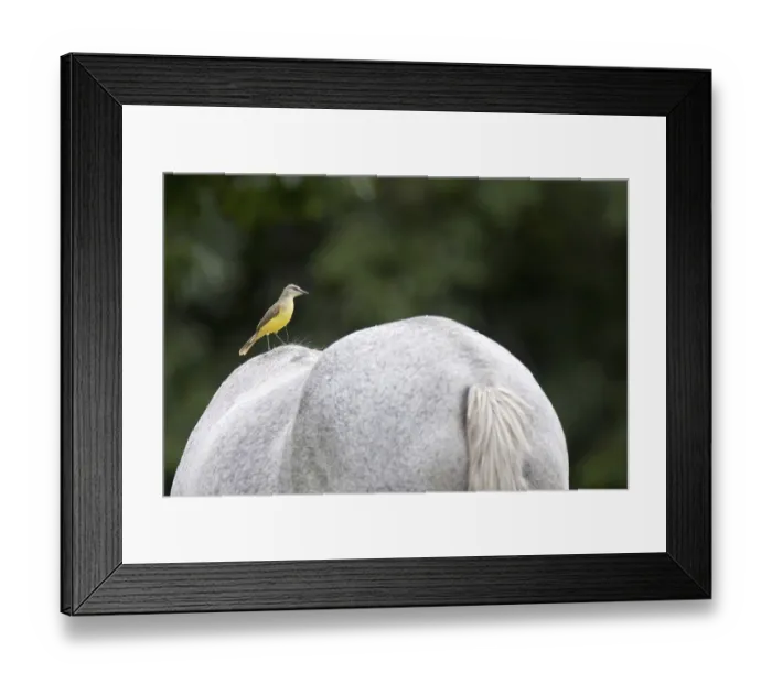 Framed Print : Cattle Tyrant (Machetornis rixosa) Framed Print : Cattle Tyrant (Machetornis rixosa)