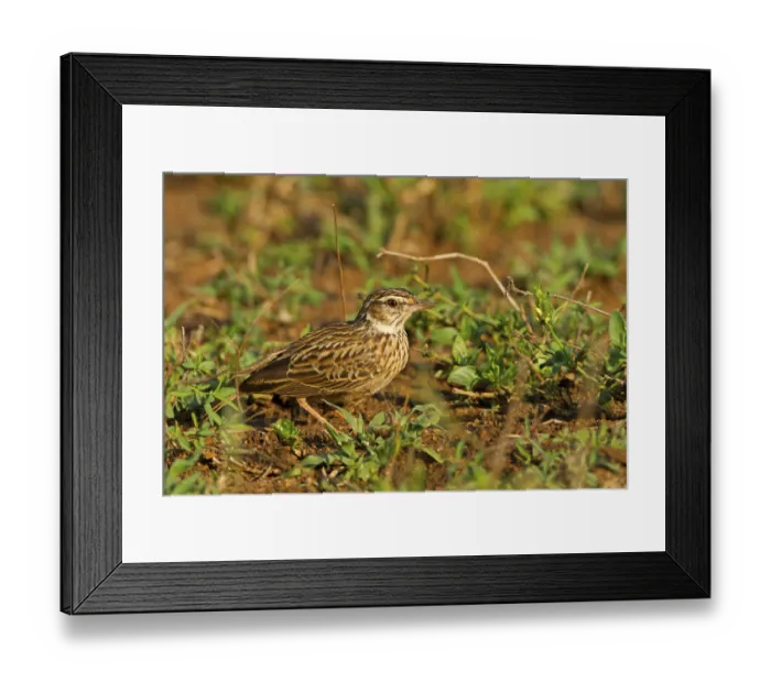 Framed Print : Large-billed Lark (Galerida magnirostris) Framed Print : Large-billed Lark (Galerida magnirostris)