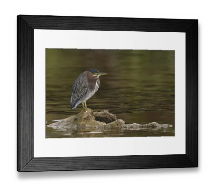 Framed Print : Green Heron (Butorides virescens)