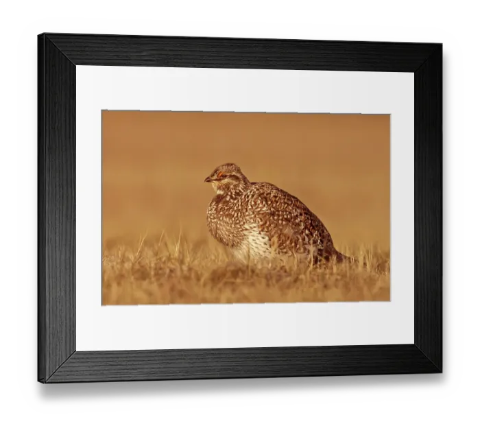 Framed Print : Sharp-tailed Grouse (Tympanuchus phasianellus) female