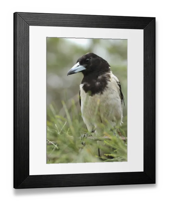 Framed Print : Pied Butcherbird (Cracticus nigrogularis)