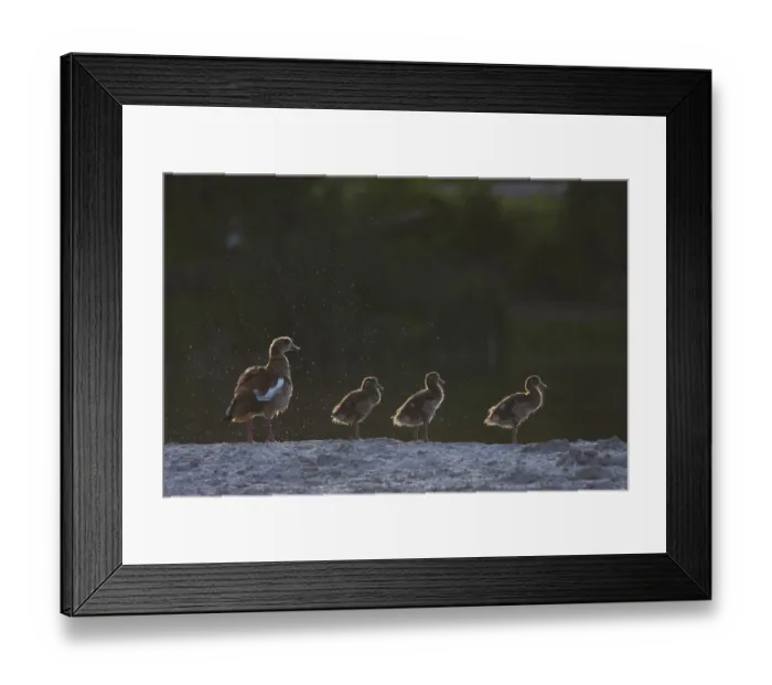 Framed Print : Egyptian Goose (Alopochen aegyptiaca) juvenile