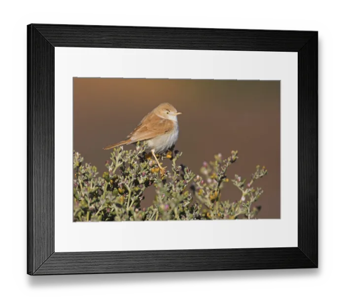 Framed Print : African Desert Warbler (Sylvia deserti)