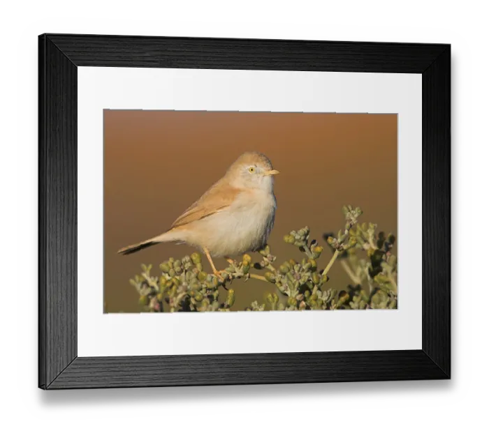 Framed Print : African Desert Warbler (Sylvia deserti) Framed Print : African Desert Warbler (Sylvia deserti)