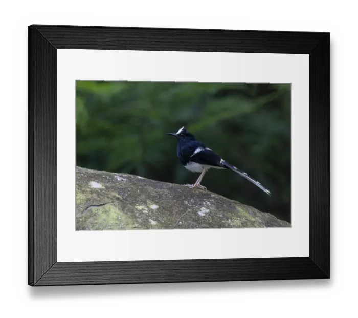 Framed Print : White-crowned Forktail (Enicurus leschenaulti)
