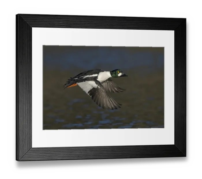 Framed Print : Common Goldeneye (Bucephala clangula) male flying