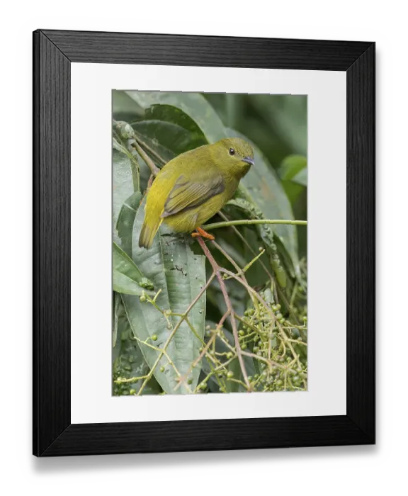 Framed Print : Orange-collared Manakin (Manacus aurantiacus) perched on a branch in Panama