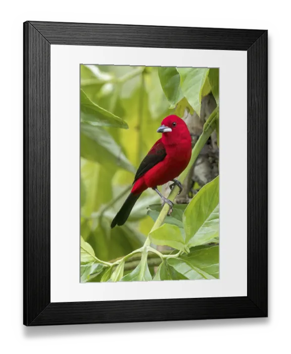Framed Print : Brazilian Tanager (Ramphocelus bresilius) perched on a branch in the Atlantic Rainforest of Brazil