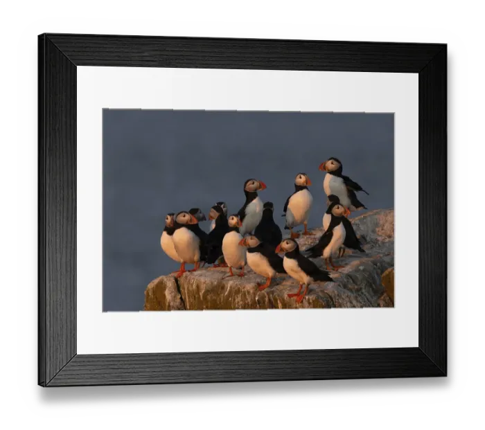 Framed Print : Atlantic Puffin (Fratercula arctica) Framed Print : Atlantic Puffin (Fratercula arctica)
