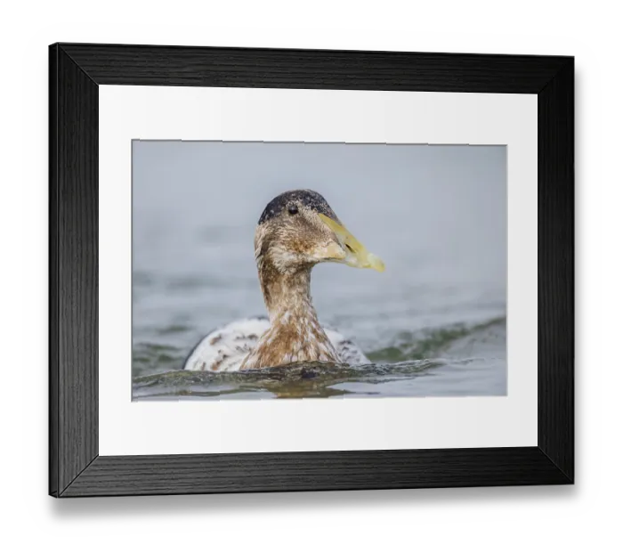 Framed Print : Eiderente, Somateria mollissima Common Eider