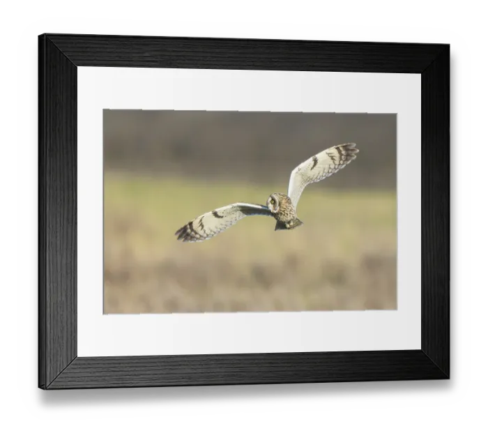 Framed Print : Short-eared Owl (Asio flammeus) flying Framed Print : Short-eared Owl (Asio flammeus) flying