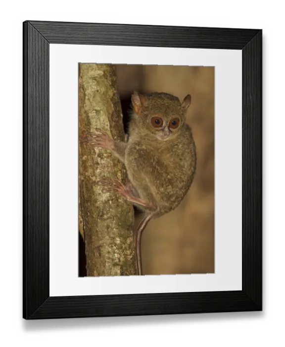 Framed Print : Sulawesi-Koboldmaki, Tarsius spectrumgurskyae Gursky's spectral tarsier