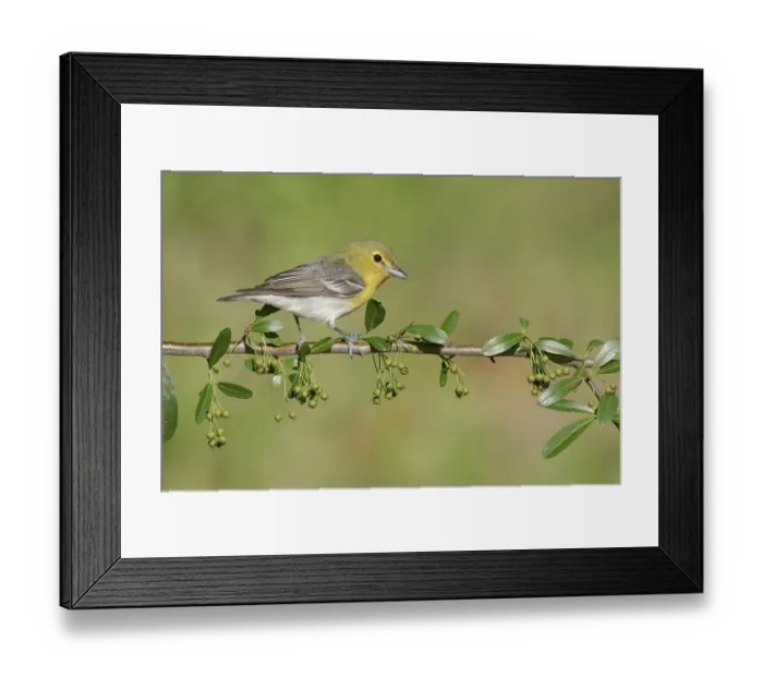 Framed Print : Yellow-throated Vireo (Vireo flavifrons) perched on a branch