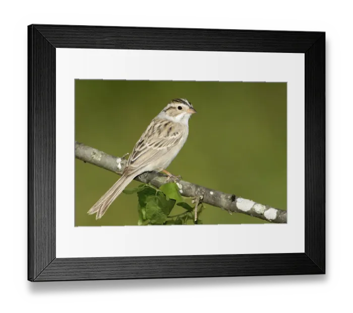 Framed Print : Clay-colored Sparrow (Spizella pallida)