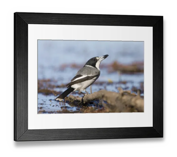 Framed Print : Grey Butcherbird (Cracticus torquatus)