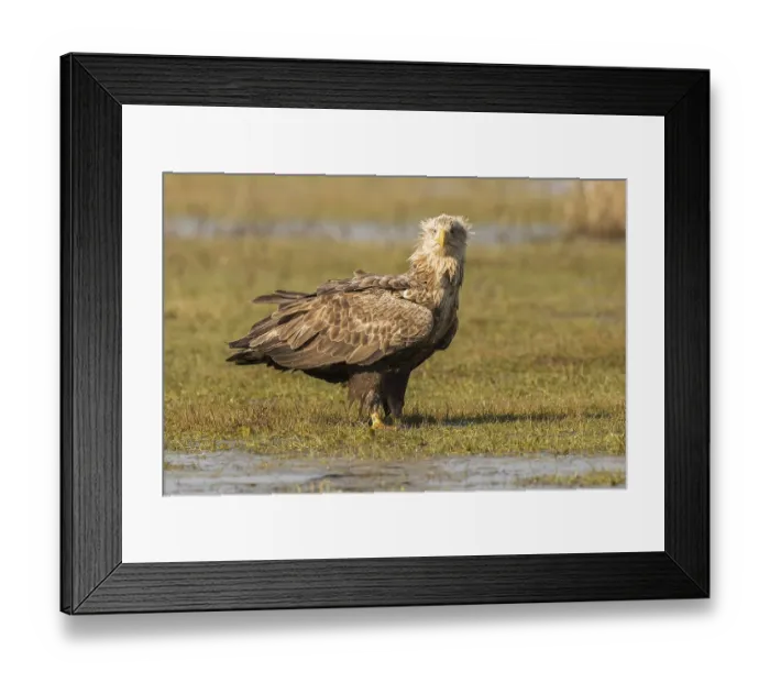 Framed Print : White-tailed Eagle (Haliaeetus albicilla)