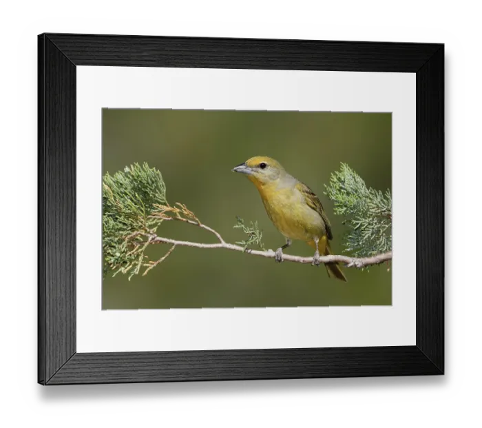 Framed Print : Hepatic Tanager (Piranga hepatica) female Framed Print : Hepatic Tanager (Piranga hepatica) female