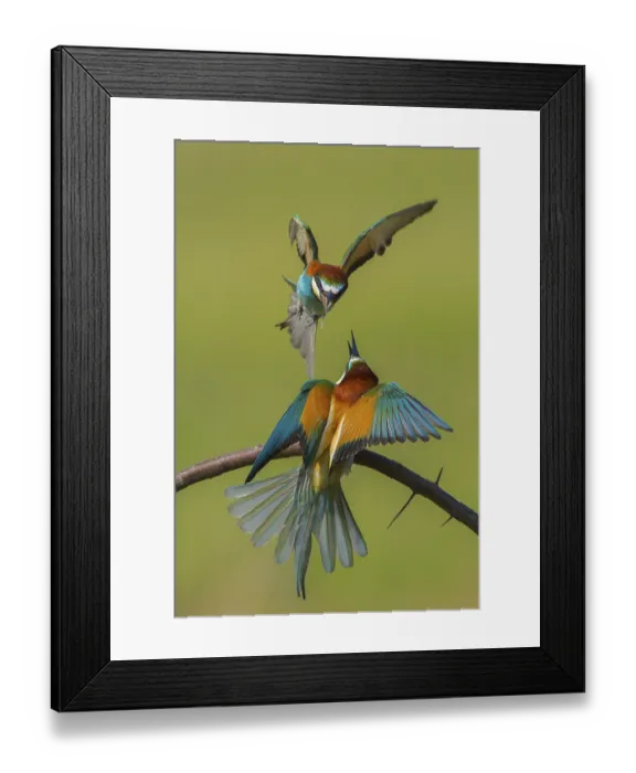 Framed Print : European Bee-eater (Merops apiaster) quarreling