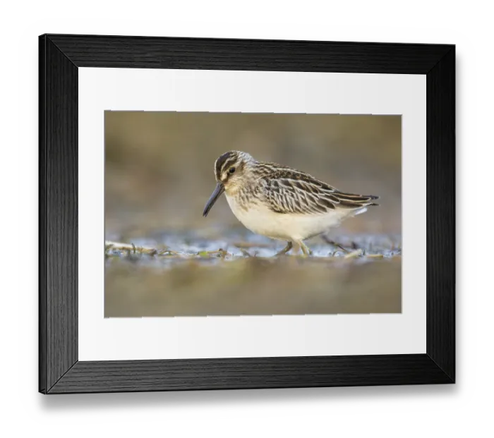 Framed Print : Broad-billed Sandpiper (Calidris falcinellus) foraging