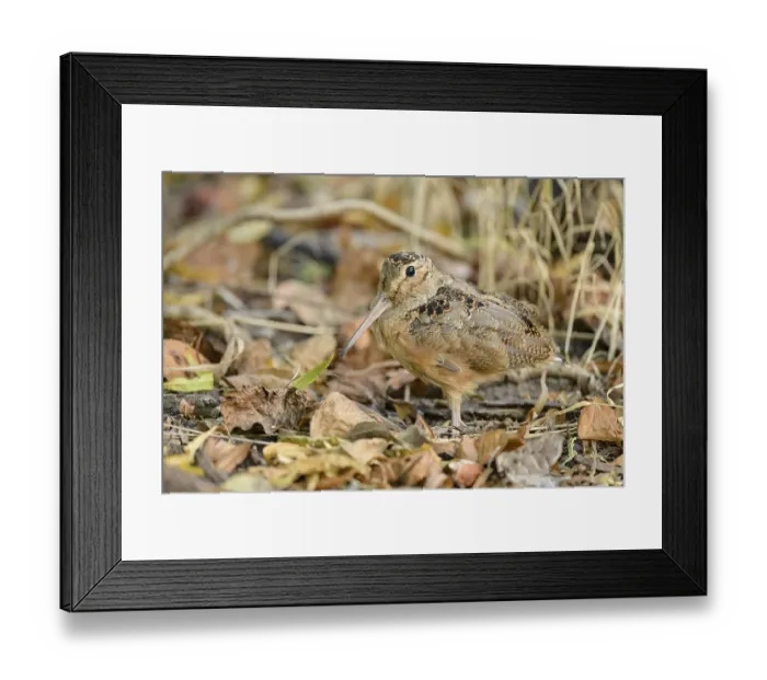 Framed Print : American Woodcock (Scolopax minor)
