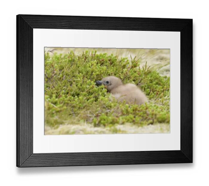 Framed Print : Great Skua (Stercorarius skua) chick on field Framed Print : Great Skua (Stercorarius skua) chick on field