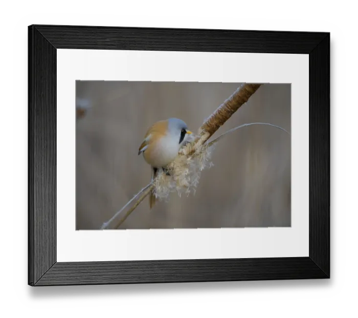 Framed Print : Bearded Reedling (Panurus biarmicus) male feeding on cattail seed