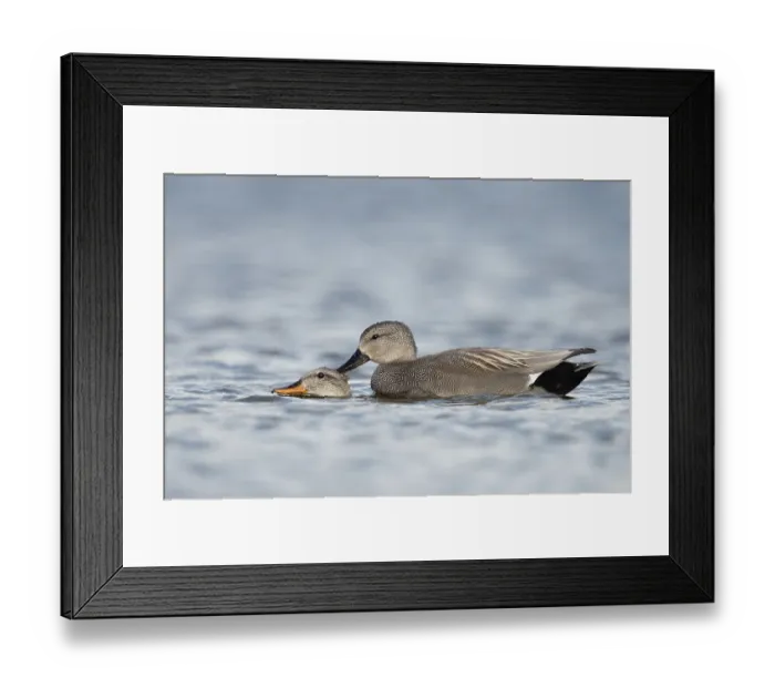 Framed Print : Gadwall (Mareca strepera) pair mating