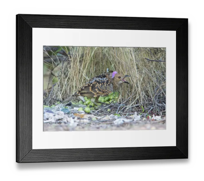 Framed Print : Spotted Bowerbird (Chlamydera maculata) male singing Framed Print : Spotted Bowerbird (Chlamydera maculata) male singing