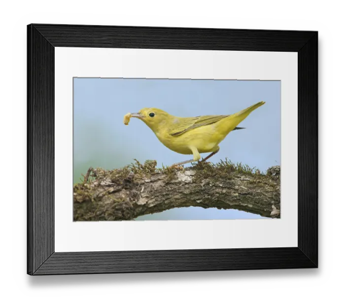 Framed Print : American Yellow Warbler (Setophaga aestiva)