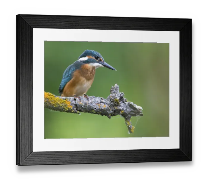 Framed Print : Common Kingfisher (Alcedo atthis)