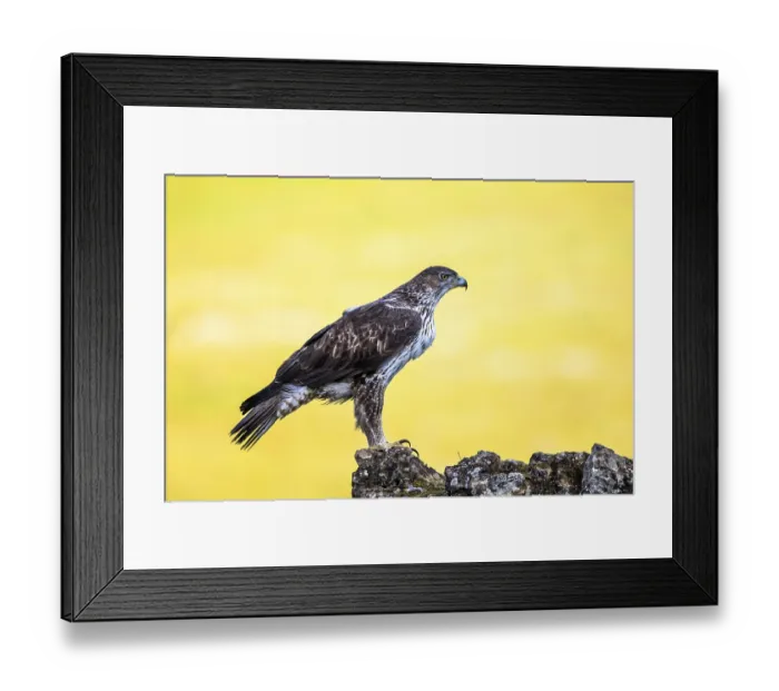 Framed Print : Bonelli's Eagle (Aquila fasciata) Framed Print : Bonelli's Eagle (Aquila fasciata)