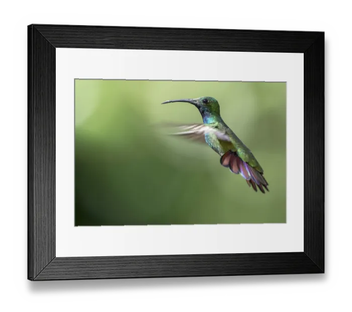 Framed Print : Green-breasted Mango (Anthracothorax prevostii) male flying