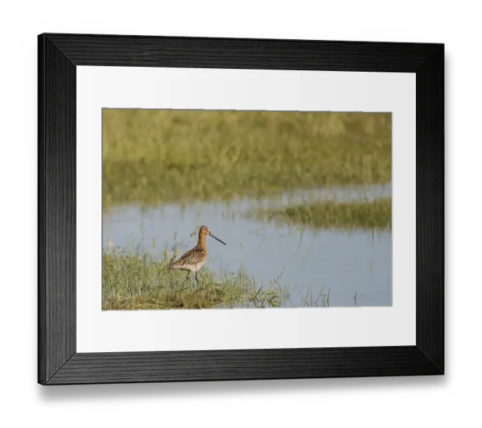 Framed Print : Asian Dowitcher (Limnodromus semipalmatus)
